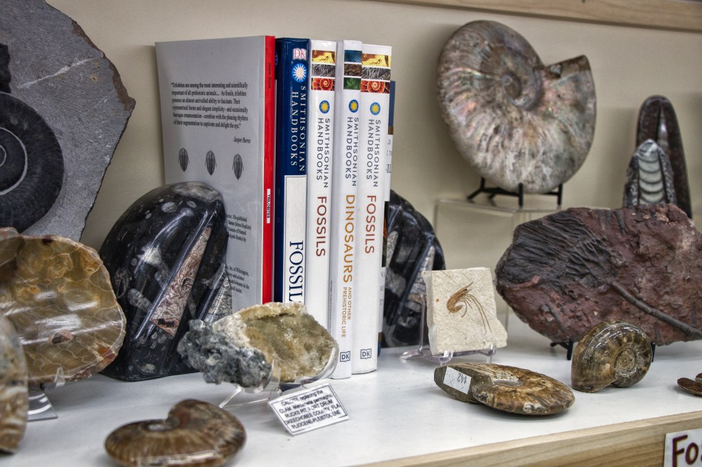 Fossili dell'High Country Gems&Minerals di Glenwood Springs, Colorado -U.S.A-